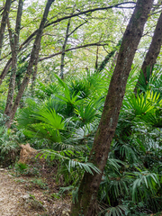 Trachycarpus fortunei