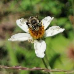 Anthophora squammulosa