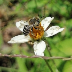 Anthophora squammulosa