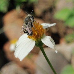 Anthophora squammulosa