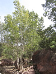 Populus monticola