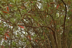Escallonia pendula