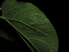 Thwaitesia bracteata