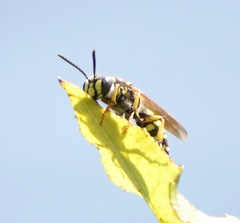 Aphilanthops frigidus