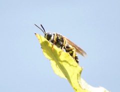 Aphilanthops frigidus
