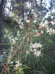 Hakea decurrens physocarpa