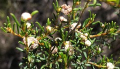 Spyridium eriocephalum