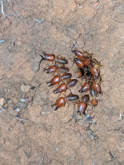 Syntermes molestus