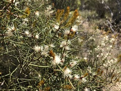 Hakea mitchellii