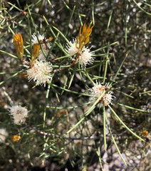 Hakea mitchellii