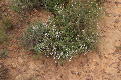 Aspalathus submissa