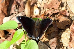 Charaxes phaeus
