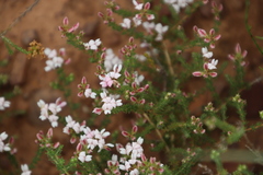 Aspalathus submissa