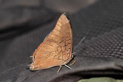 Charaxes phaeus