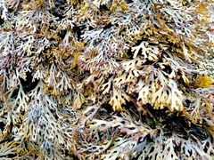 Xiphophora chondrophylla