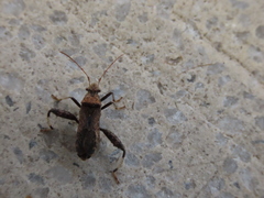 Heegeria tangirica