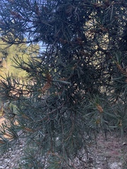 Pinus quadrifolia