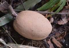 Vateria indica
