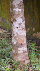 Vateria indica