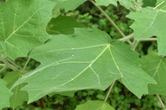 Solanum mammosum