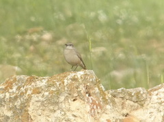 Oenanthe chrysopygia