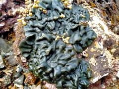 Codium convolutum