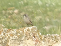 Oenanthe chrysopygia