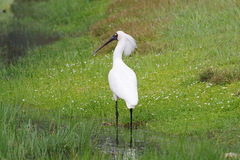 Platalea regia