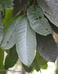 Vateria indica