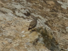 Oenanthe chrysopygia