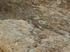 Oenanthe chrysopygia