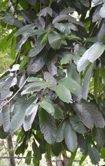 Vateria indica