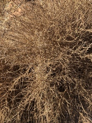 Cycloloma atriplicifolium