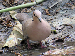 Streptopelia vinacea