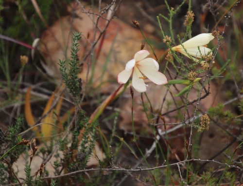 Image of Geissorhiza schinzii by (c) Tony Rebelo, some rights reserved (CC BY-SA)