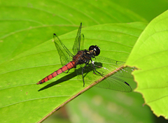 Lyriothemis cleis