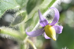 Solanum mammosum