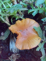 Laccaria laccata