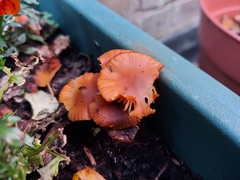 Laccaria laccata
