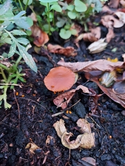 Laccaria laccata