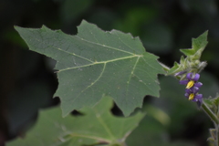 Solanum mammosum