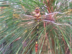 Phyllomacromia trifasciata