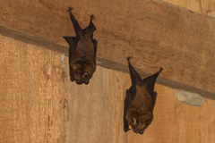 Hipposideros
