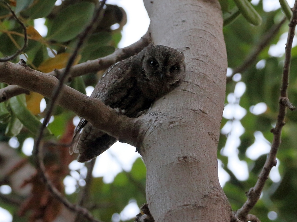 Cyprus Scops Owl