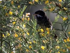 Curruca melanothorax