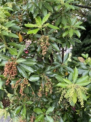 Pieris japonica
