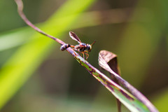 Physocephala sagittaria