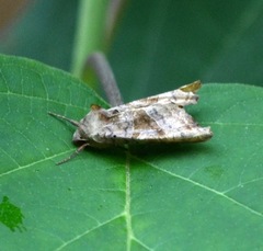 Phlogophora