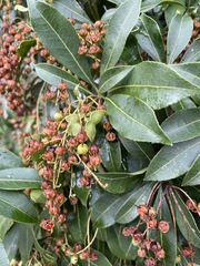 Pieris japonica