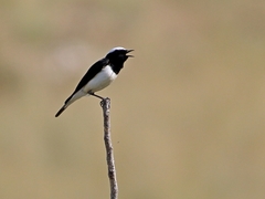 Oenanthe cypriaca